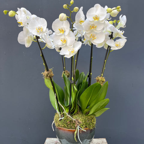 Classic Orchid Bowl