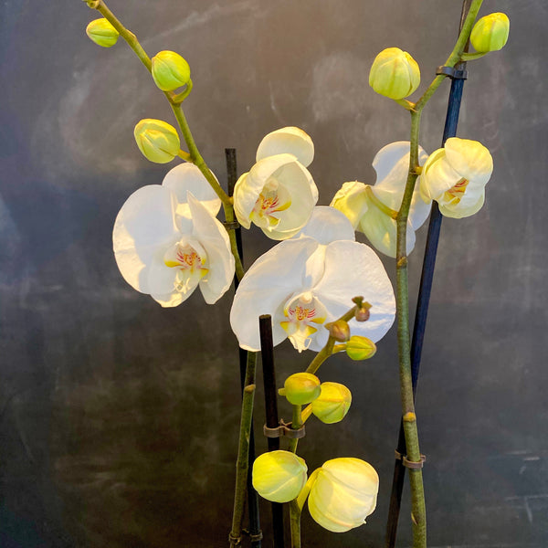 Triple Stem White Phaleanopsis Orchid