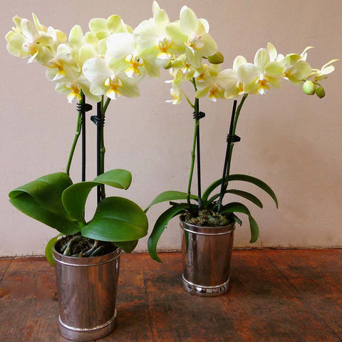 Two Miniature Orchids Amanda Austin Flowers