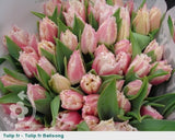 100 Stem Seasonal Tulip Bouquet